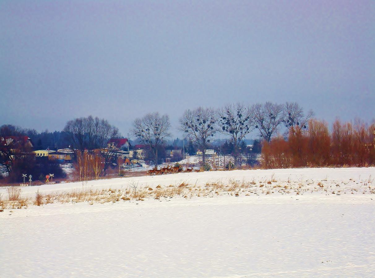 Mazurska Chata Jezioro I Aquapark 6 Min, Centrum I Promenada 12 Min Bed & Breakfast 3*